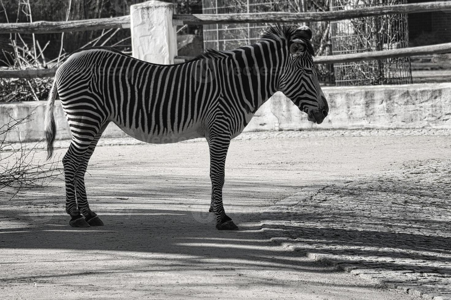 cebra del zoológico de berlín en alemania foto