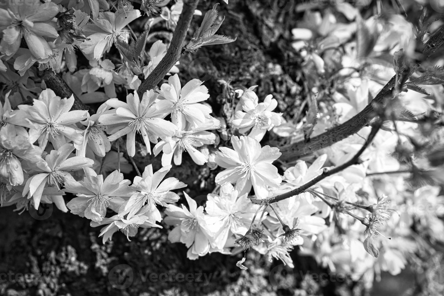 Cherry blossoms in the park in Berlin. In spring these beautiful looking flowers photo