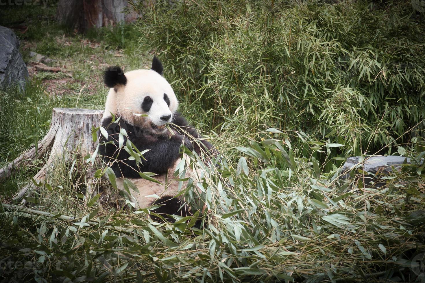 gran panda sentado comiendo bambú. especie en peligro. mamífero blanco y negro foto