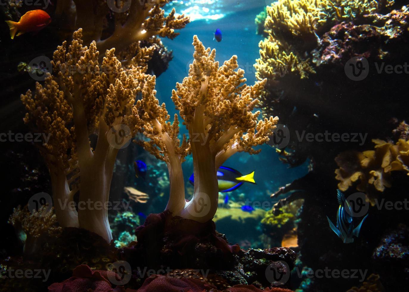 corales y peces en acuario de agua salada. observación del mundo submarino. foto