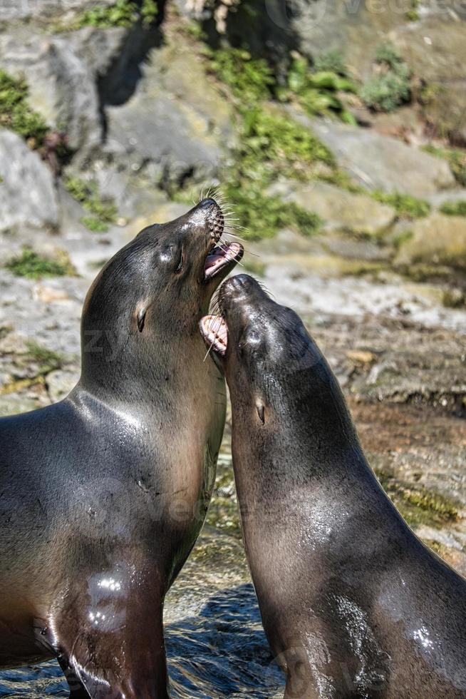 sea seals playing in berlin zoo photo