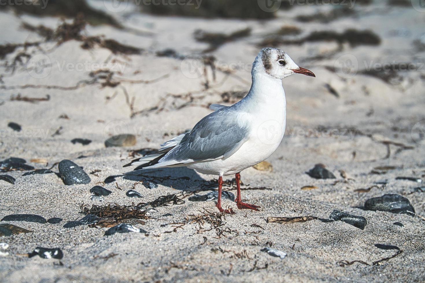 Seagull on the sandy beach of zingst. photo