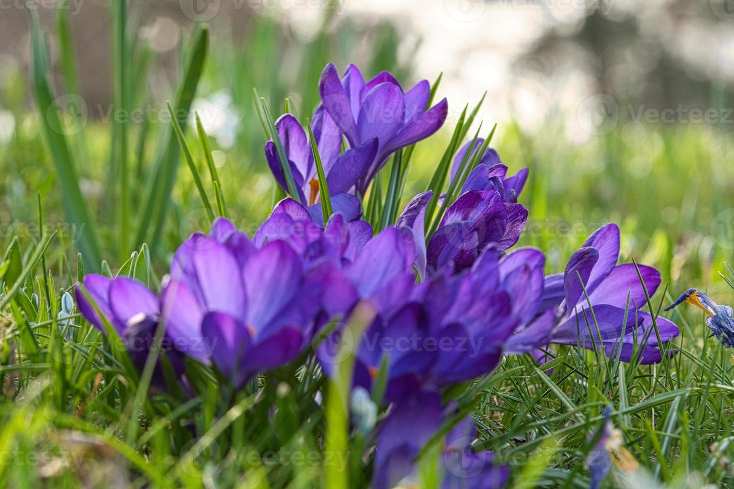 Crocus flowers on a meadow, delicate and with slightly blurred background. photo