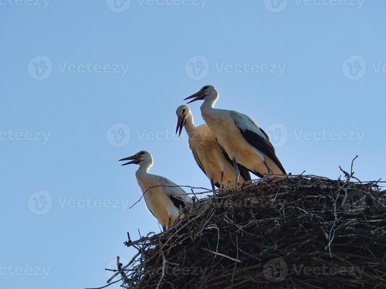 three white storks in the nest on a chimney in Brandenburg. photo