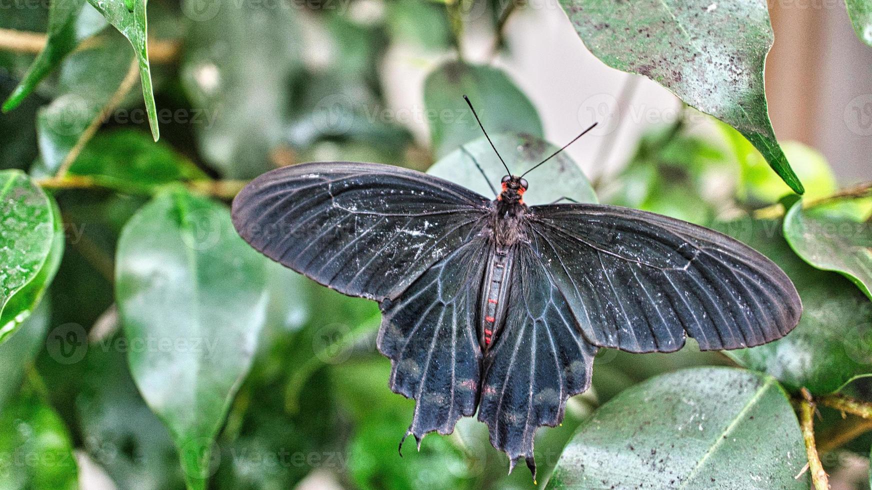 colorful butterfly on a leaf, flower. elegant and delicate. detailed pattern of wings photo