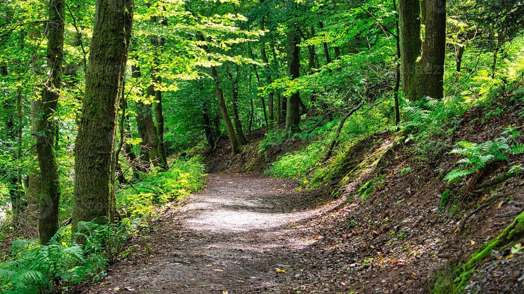 Hiking trail in a deciduous forest in Saarland in sunshine. Landscape foto photo