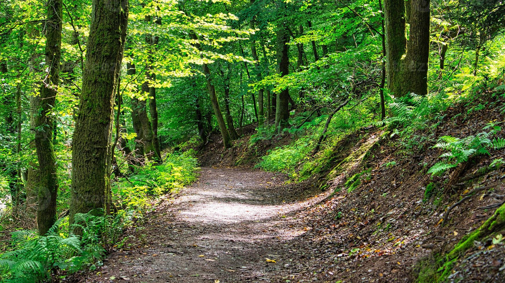 ruta de senderismo en un bosque caducifolio en sarre bajo el sol. foto del paisaje