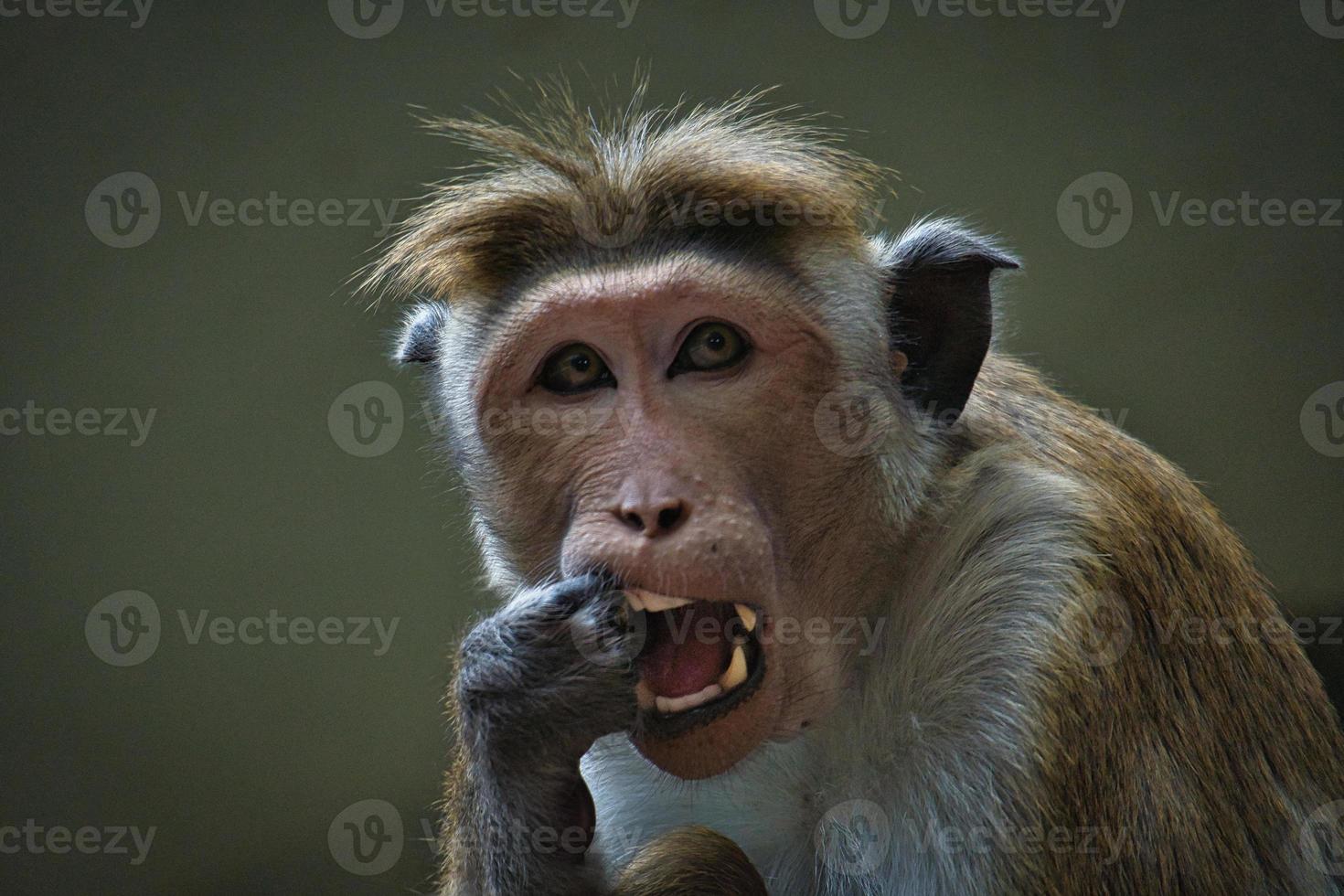 mono rhesus sentado en una rama y orinando en sus dientes. foto animal de un mamifero