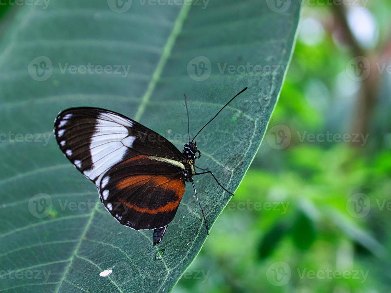 mariposa colorida en una hoja, flor. elegante y delicado foto
