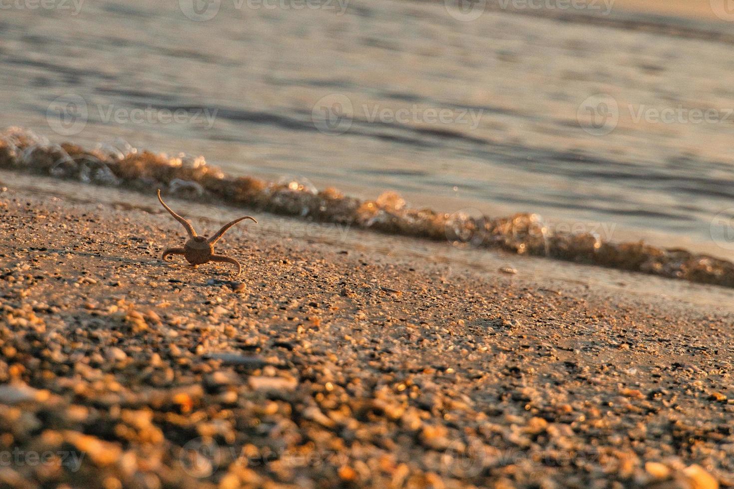 sea spider looks into the sunset to the sea photo