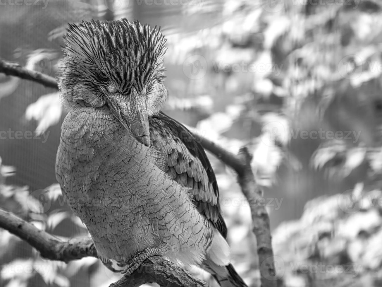 Laughing Hans in black and white. on a branch. Australian bird photo