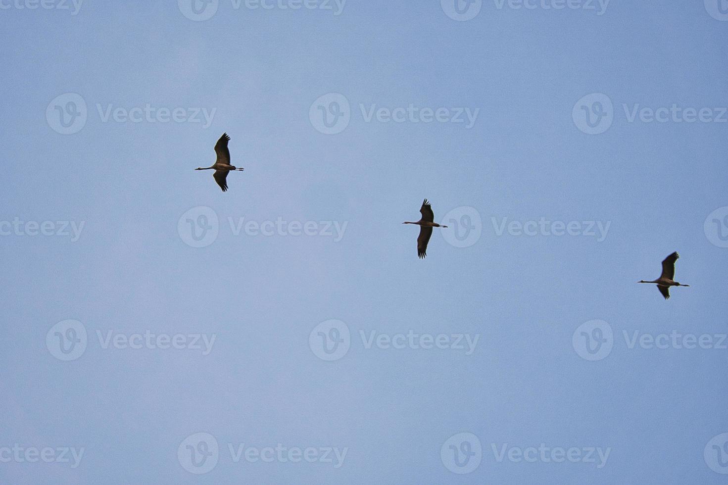grúas moviéndose en formación en el cielo. aves migratorias en el darss. foto