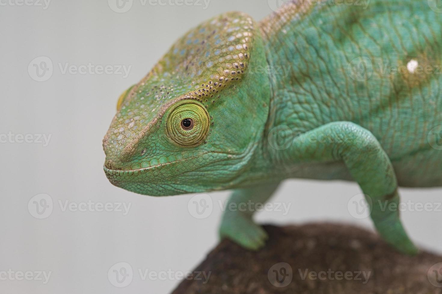 Chameleon on a branch with eye contact with the viewer. green, yellow red scales photo