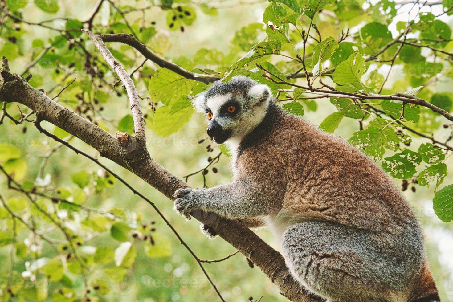 Maki monkey on your tree looking at the viewer. interested and playful are the black and white monkeys photo