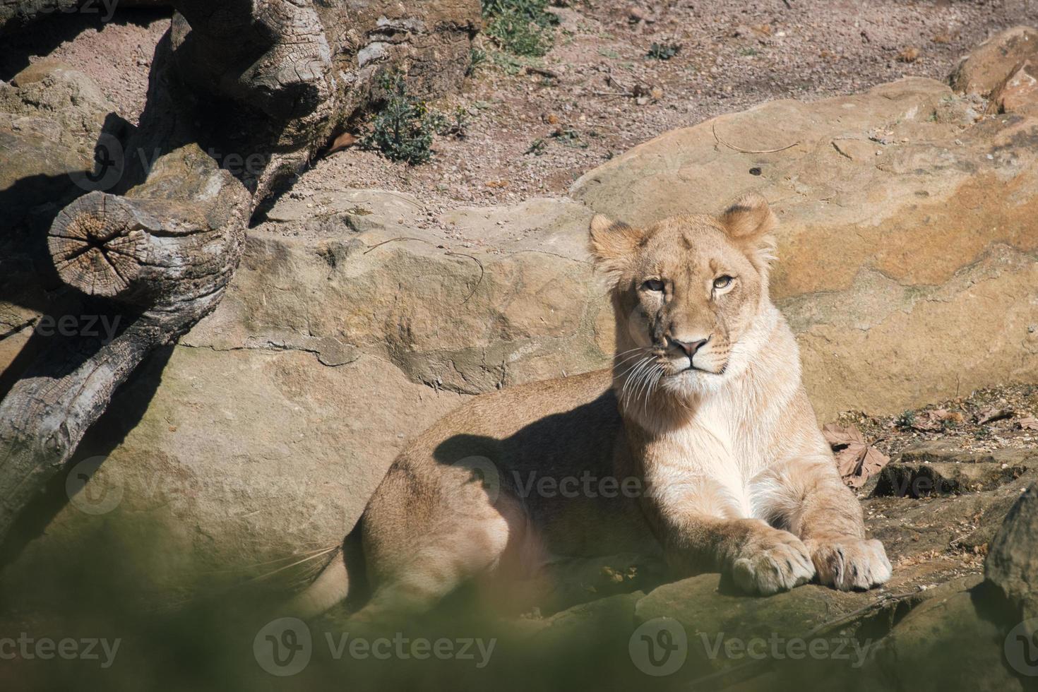 joven leona acostada sobre una piedra con vista al espectador. foto animal de depredador