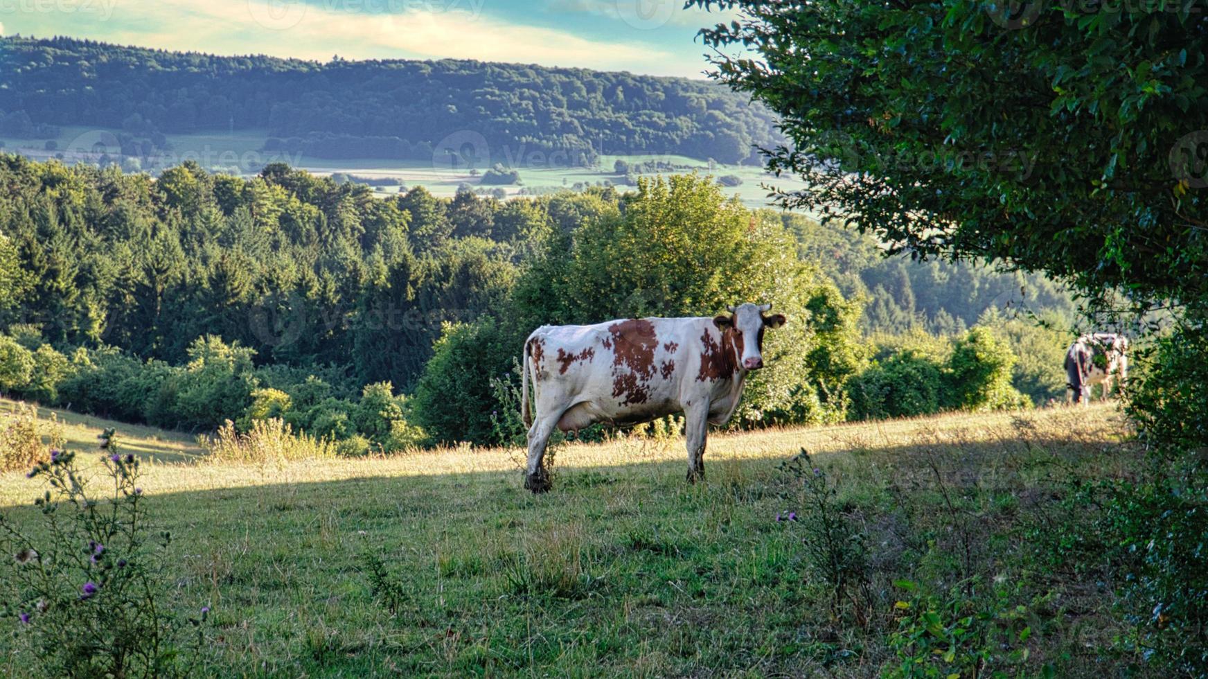 un día soleado en el sarre con vistas a los prados del valle. algunas nubes soleadas en el cielo y vacas pastando. foto