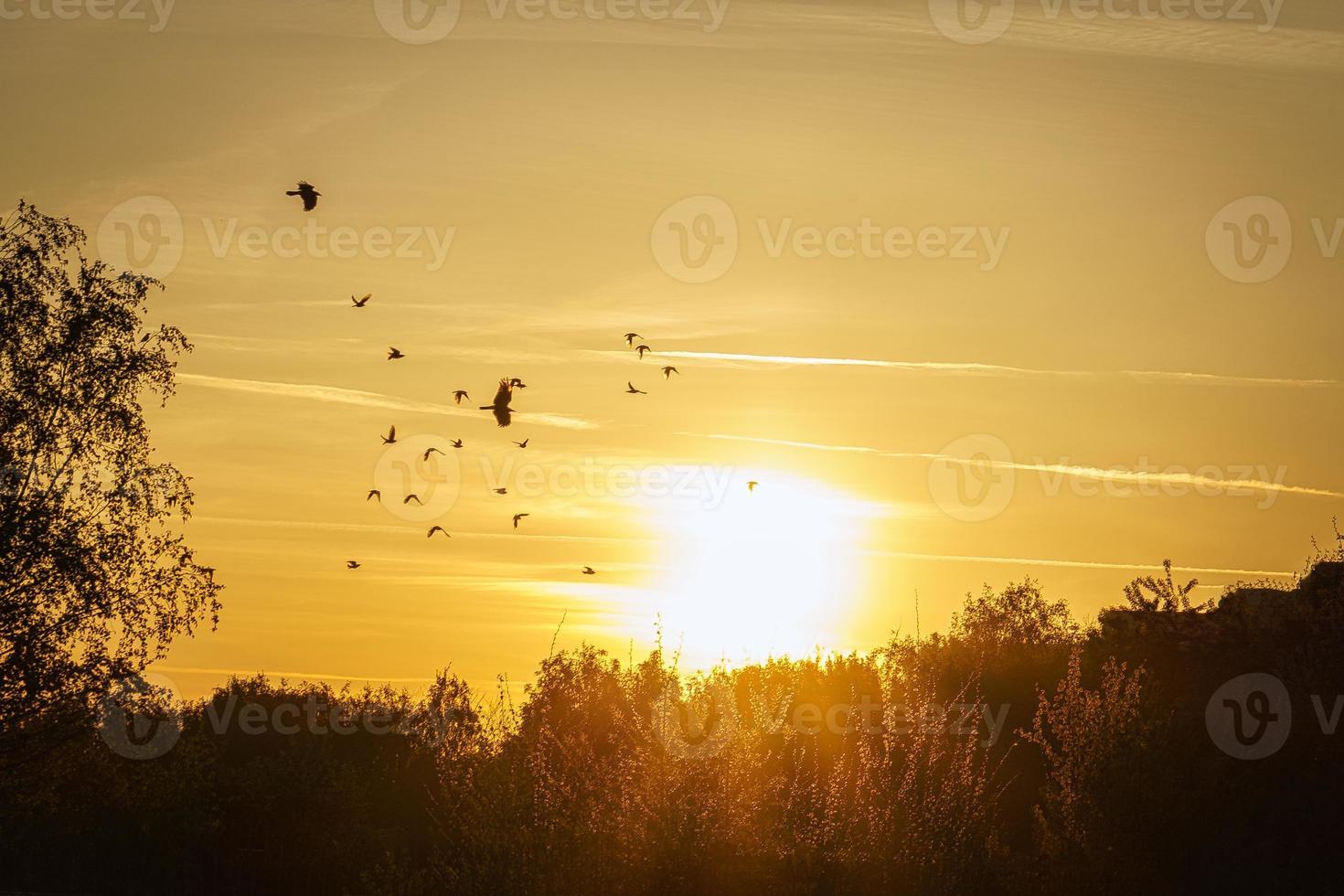 puesta de sol en las afueras de berlín. pájaros en el horizonte, el cielo parece arder foto