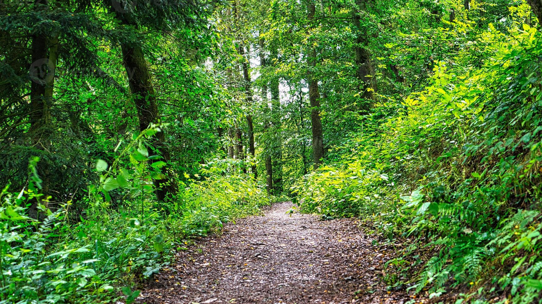 Hiking trail in a deciduous forest in Saarland in sunshine. Landscape foto photo