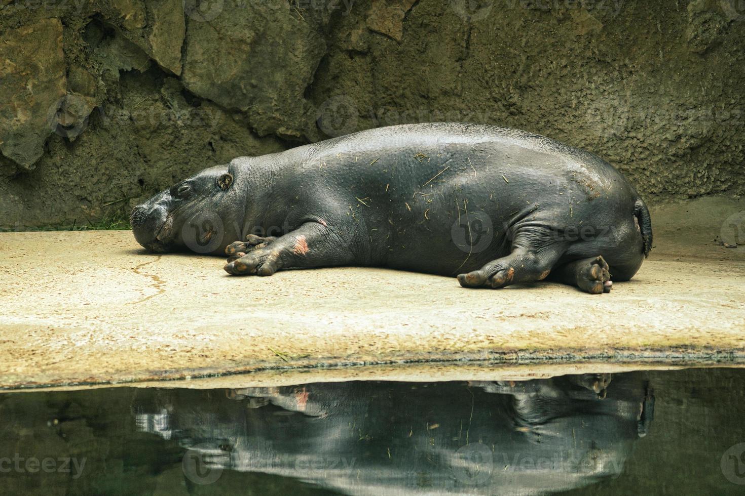 Lying hippo with reflection in the water. The mammal sleeps. small hippo photo