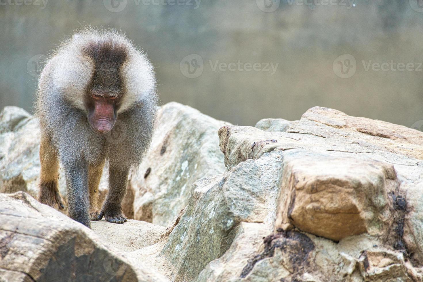 Baboon on rock. Relaxed monkeys that live in the family association. Big monkeys photo