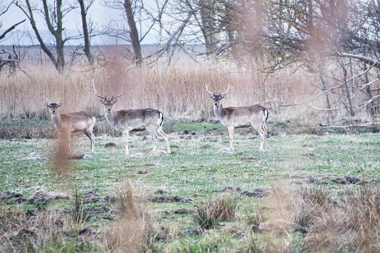 free-ranging deer on the darss. Mammals with antlers in Germany.animal photo
