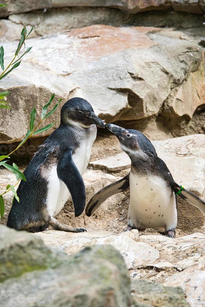 besando pingüinos. pájaros blancos y negros como pareja en tierra. foto de animales de cerca.