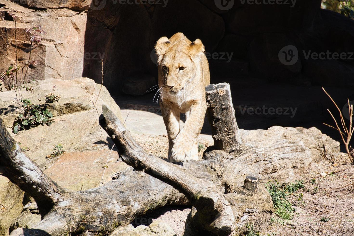 joven leona caminando sobre piedras mirando al espectador. foto animal de un depredador