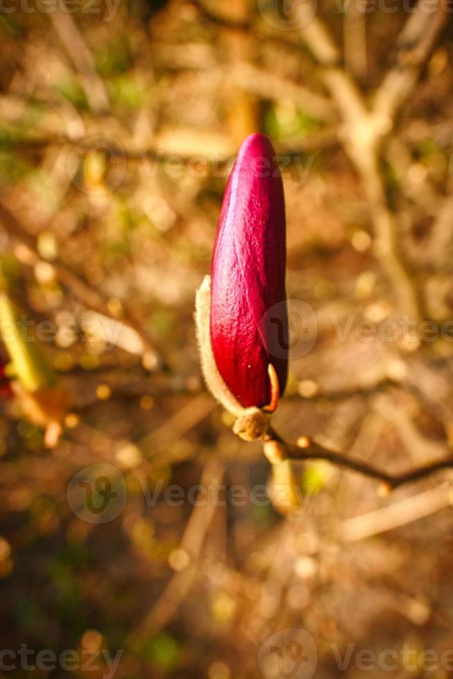 Magnolia trees are a true splendor in the flowering season. An eye catcher nature photo