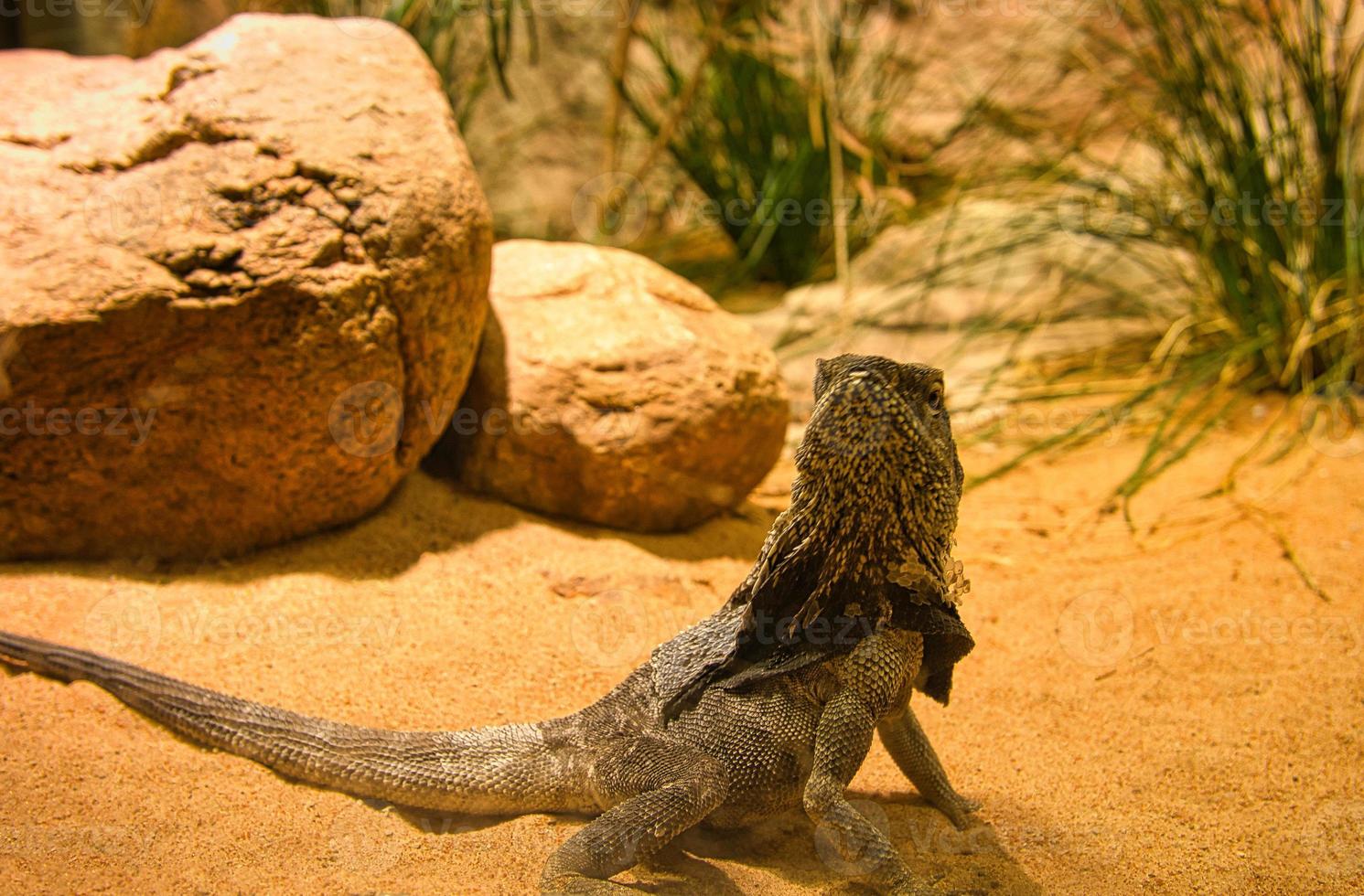 Bearded dragon in terrarium. Reptile from Australia. Observation pet. small dragon photo
