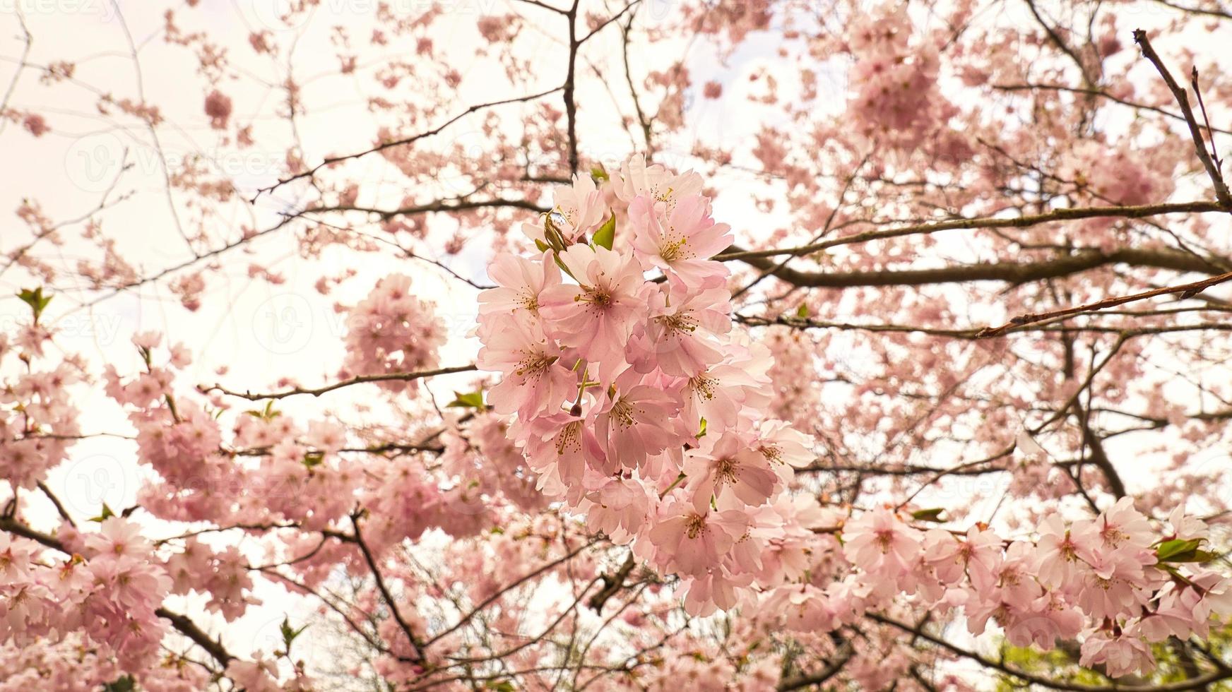 Cherry blossoms in the park in Berlin. In spring these beautiful looking flowers photo