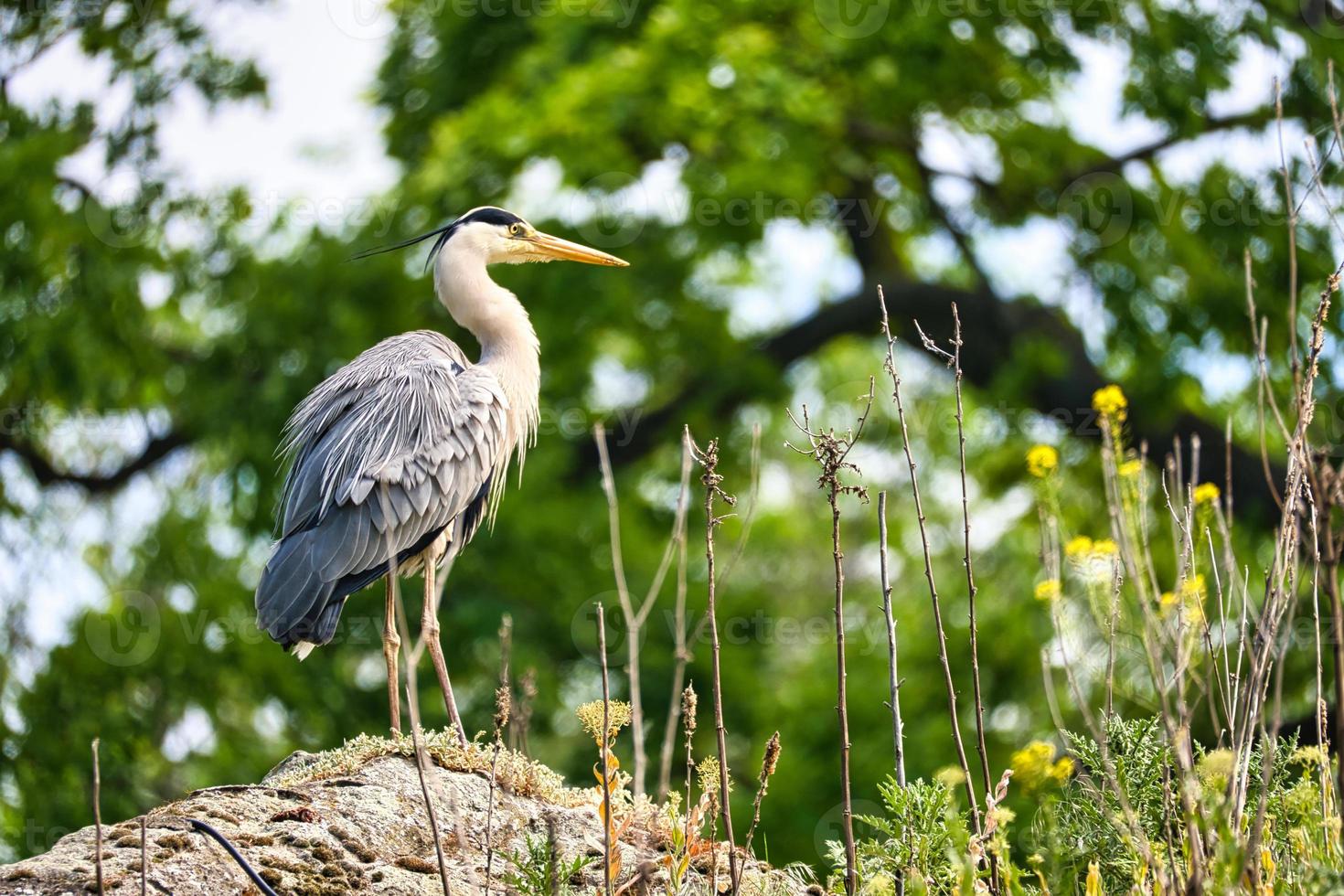 gray heron lurks for prey. of the birds stands still. Close-up of the beautiful plumage. photo