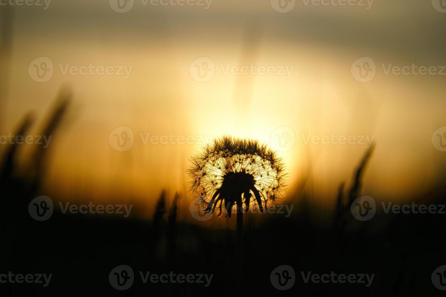 Dandelion in the sunset with beautiful bokeh. At evening hour nature shot photo