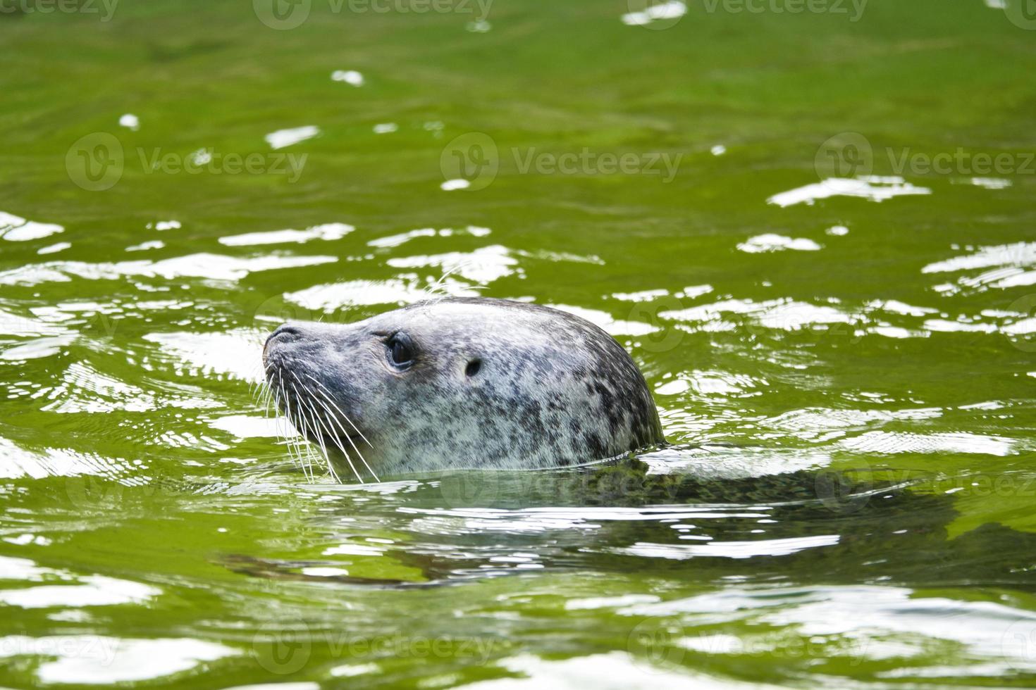 Head of a seal, swimming in the water. Close up of the mammal. Endangered species photo