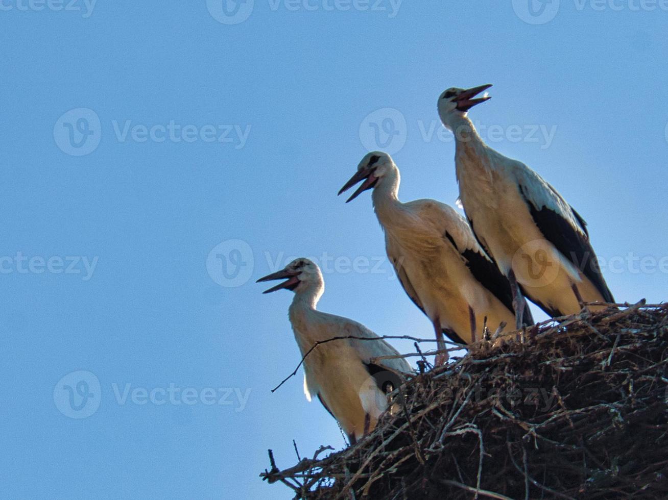 three white storks in the nest on a chimney in Brandenburg. photo