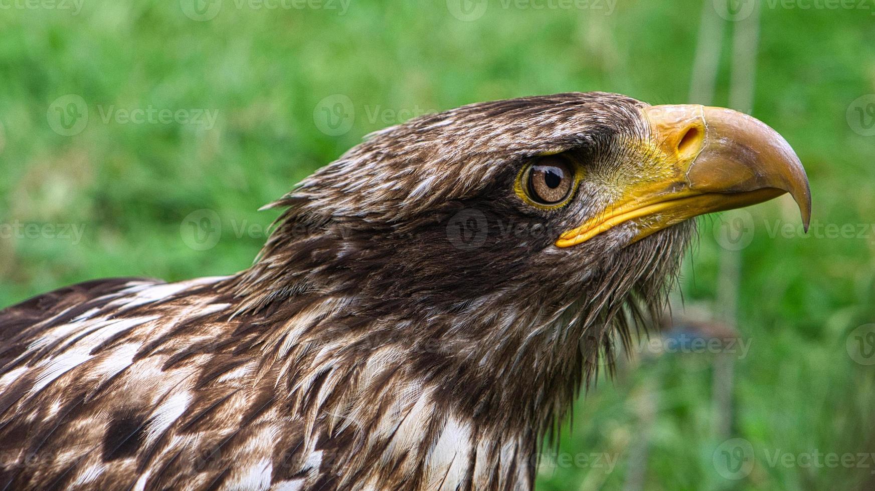 Golden eagle portrai photograph of the head . Brown, white plumage photo