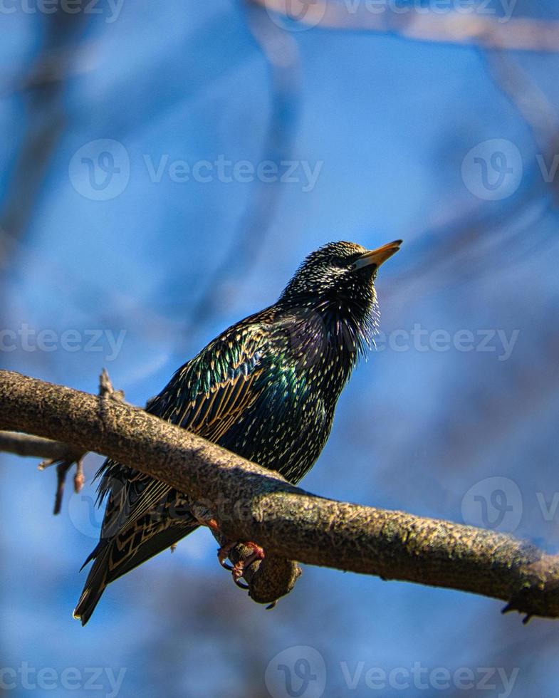 bird starling on a branch singing photo