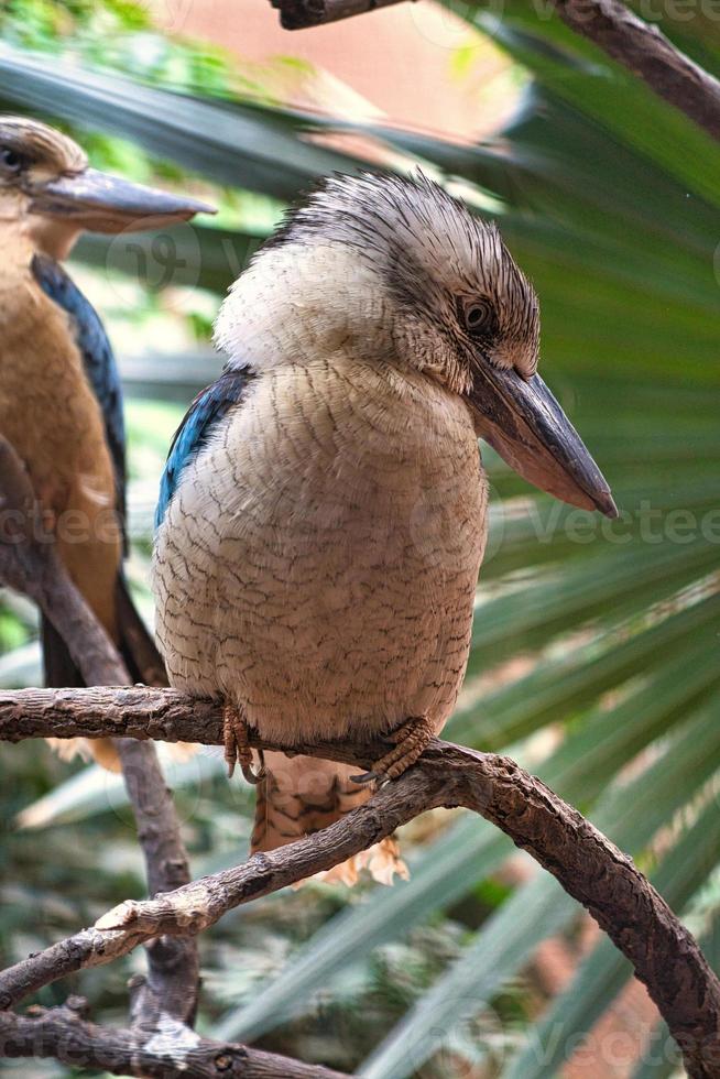 Hans riendo en una rama. hermoso plumaje colorido del pájaro australiano. foto