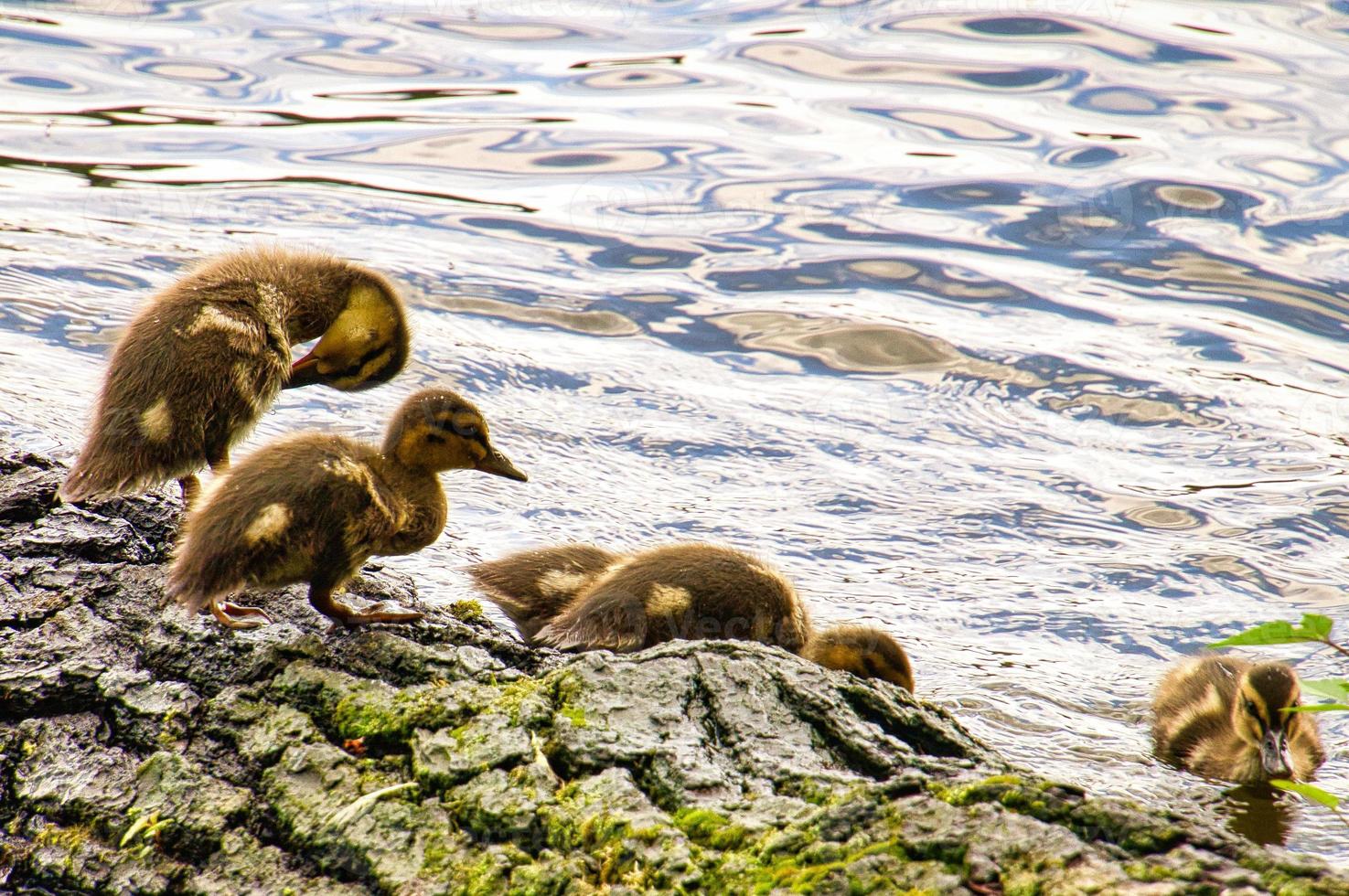 Ducks chicks on a log in the river. Small water birds with fluffy feathers. Animal photo