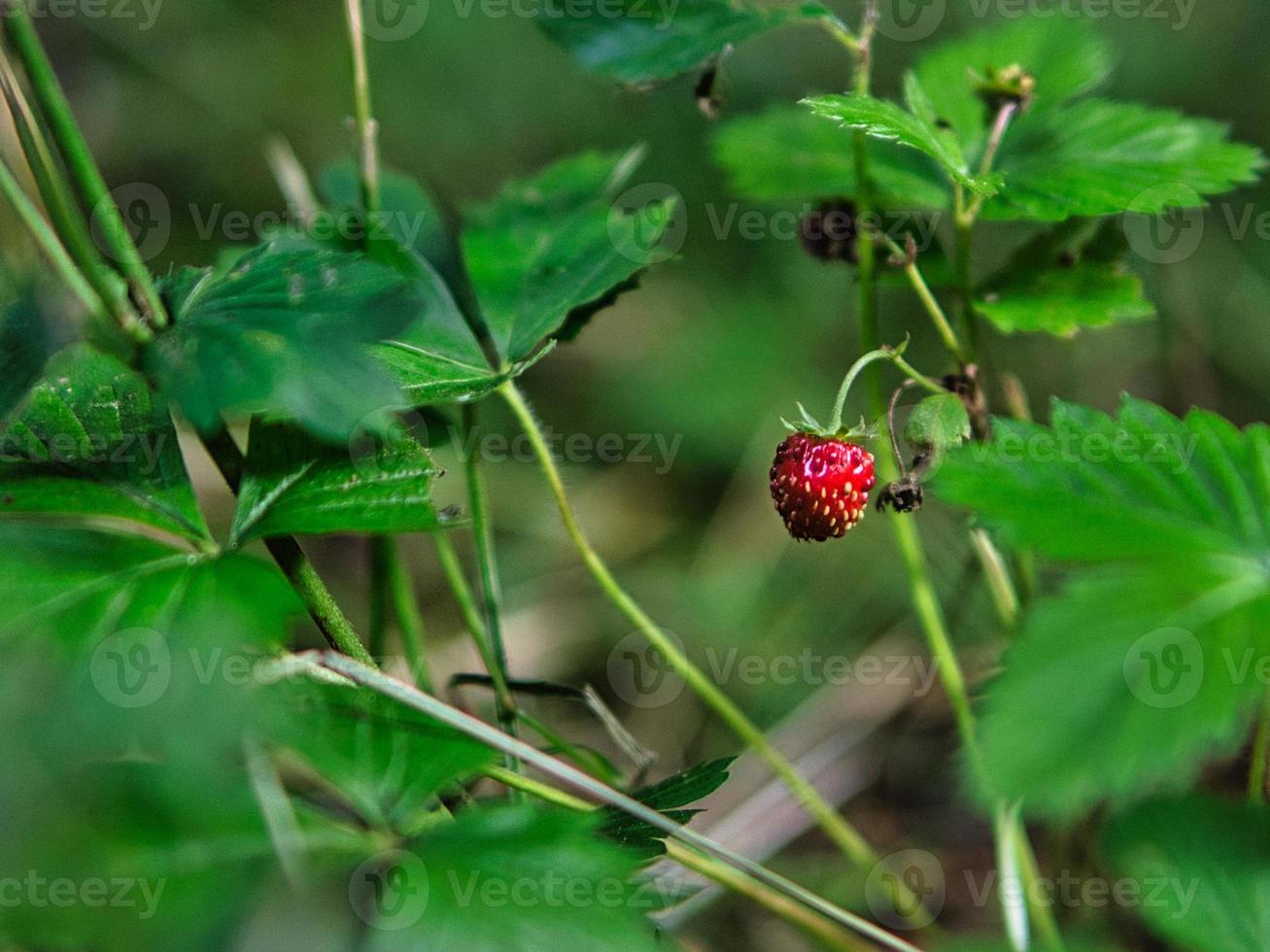 wild strawberry on bush photo