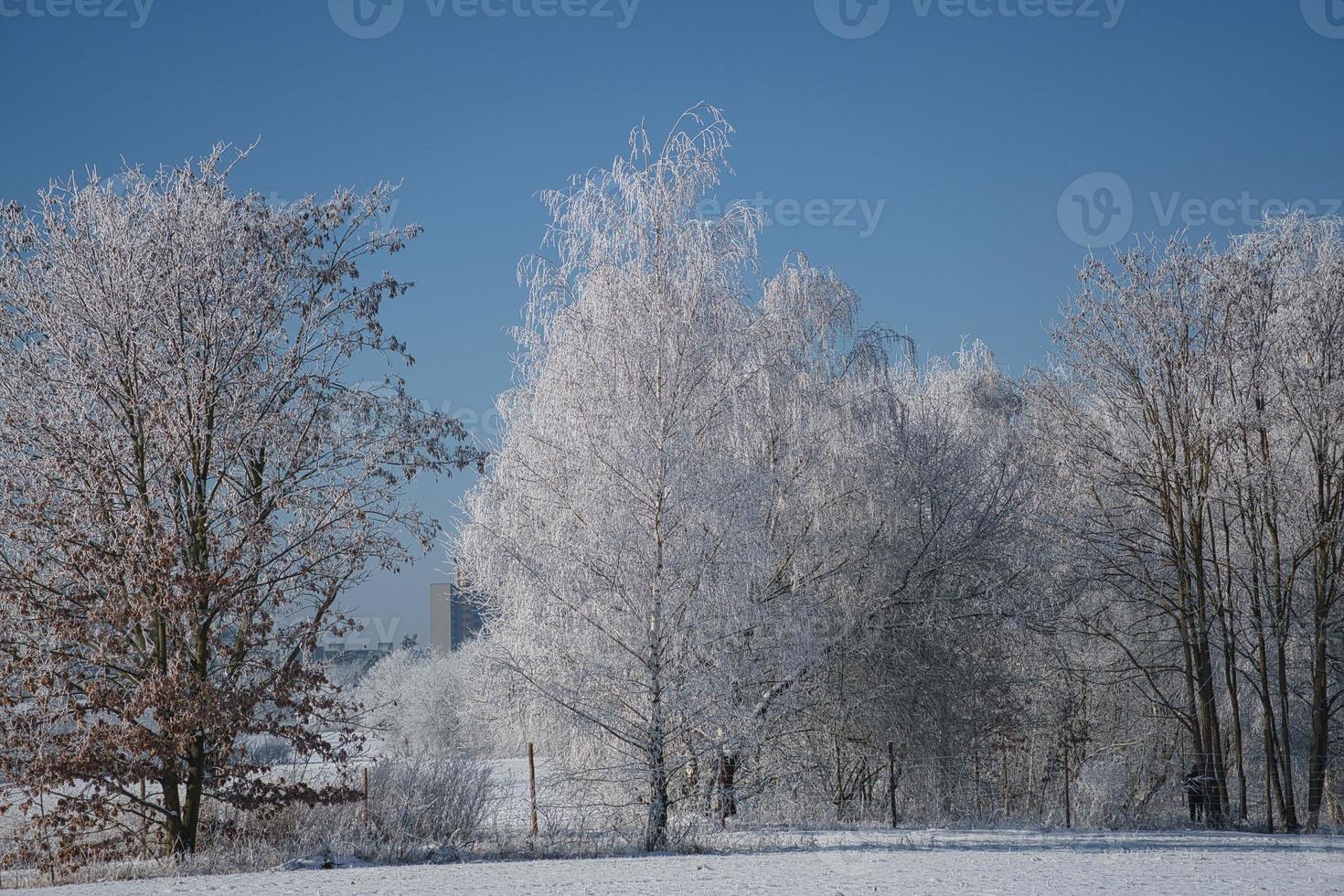 bosque de abedules nevados en las afueras de berlín foto