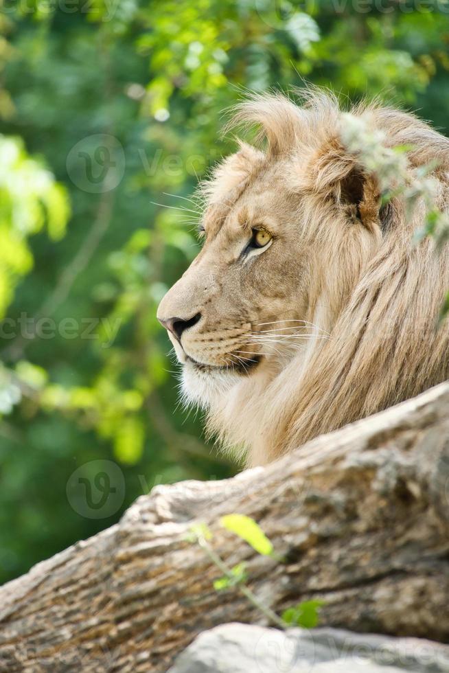 león con hermosa melena sobre una roca. depredador relajado. foto de animal  gato grande. 9735892 Foto de stock en Vecteezy