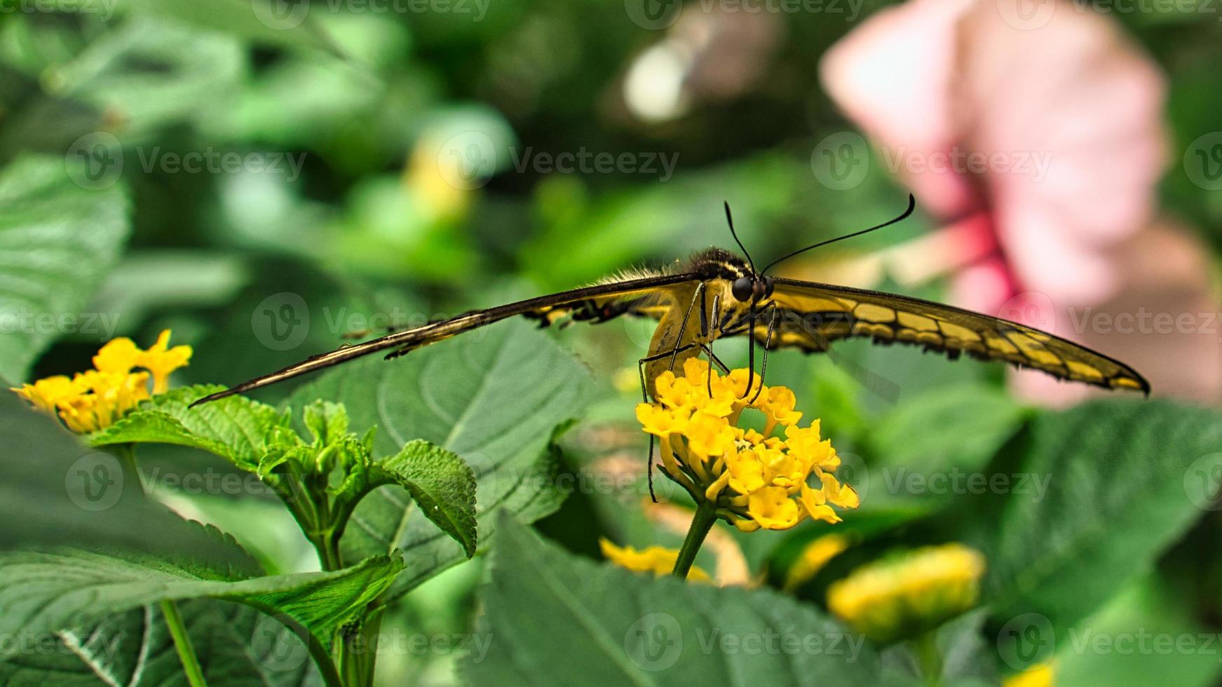 colorful butterfly on a leaf, flower. elegant and delicate. detailed pattern of wings. photo