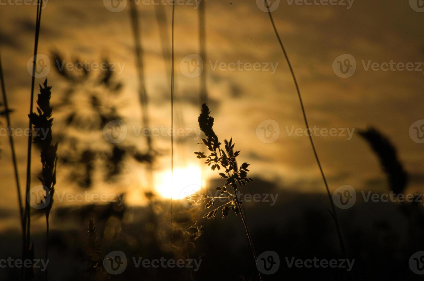 Setting sun on the outskirts of Berlin. Plants as silhouette in the foreground. photo