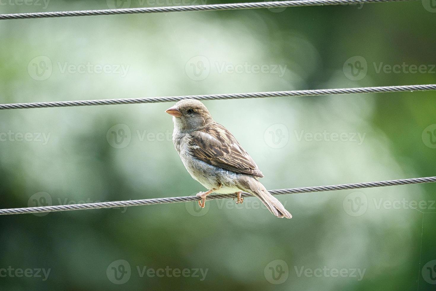 brown sparrow sitting on a wire rope. small songbird with beautiful plumage. photo