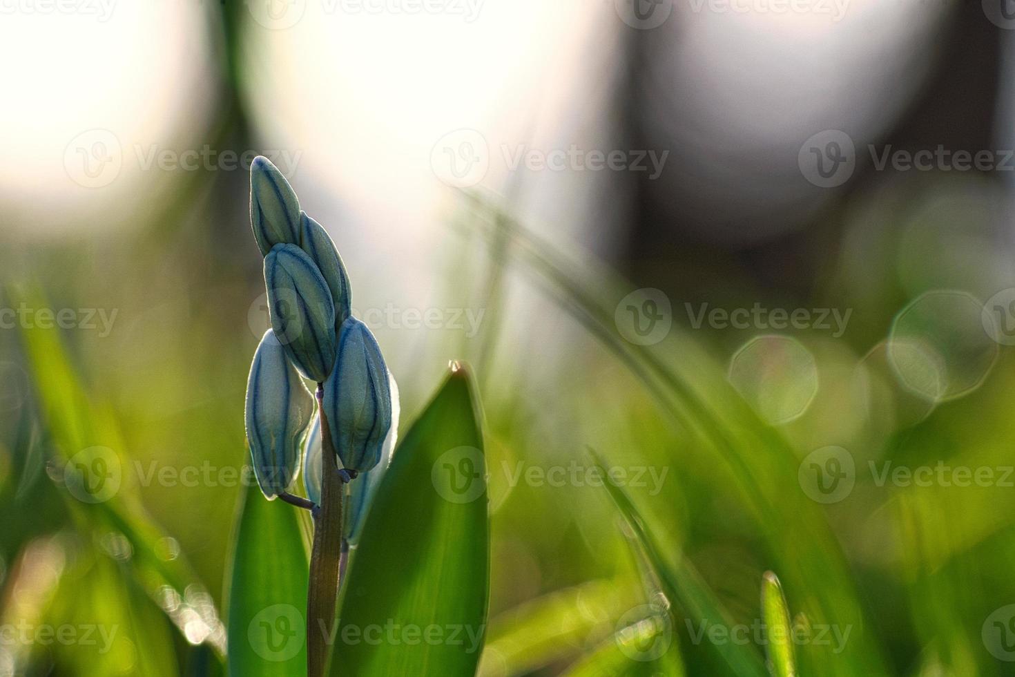 Common star hyacinth are early bloomers that herald spring. bloom at Easter time. photo