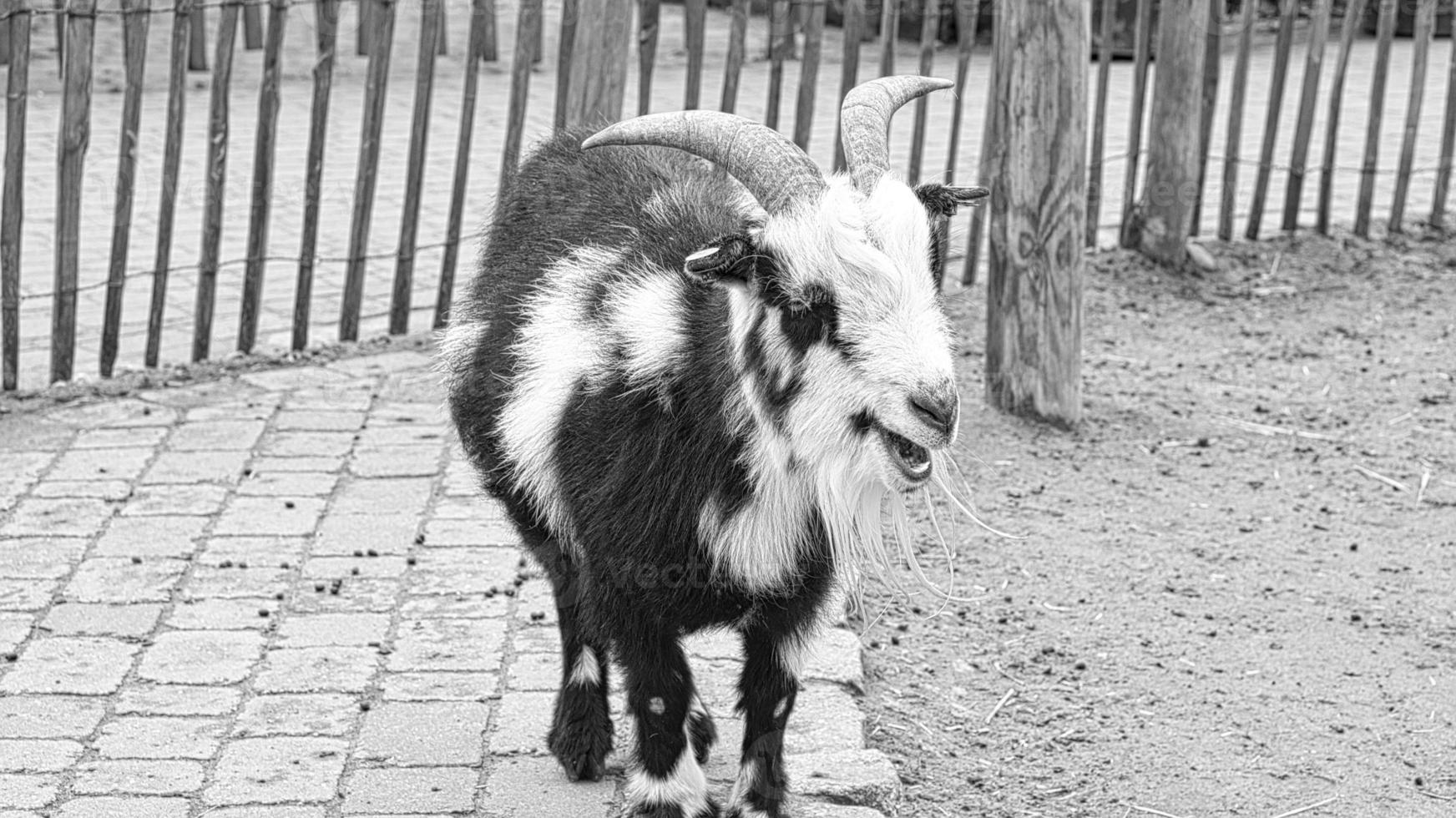 Goat close up in black and white with long goat bard photo