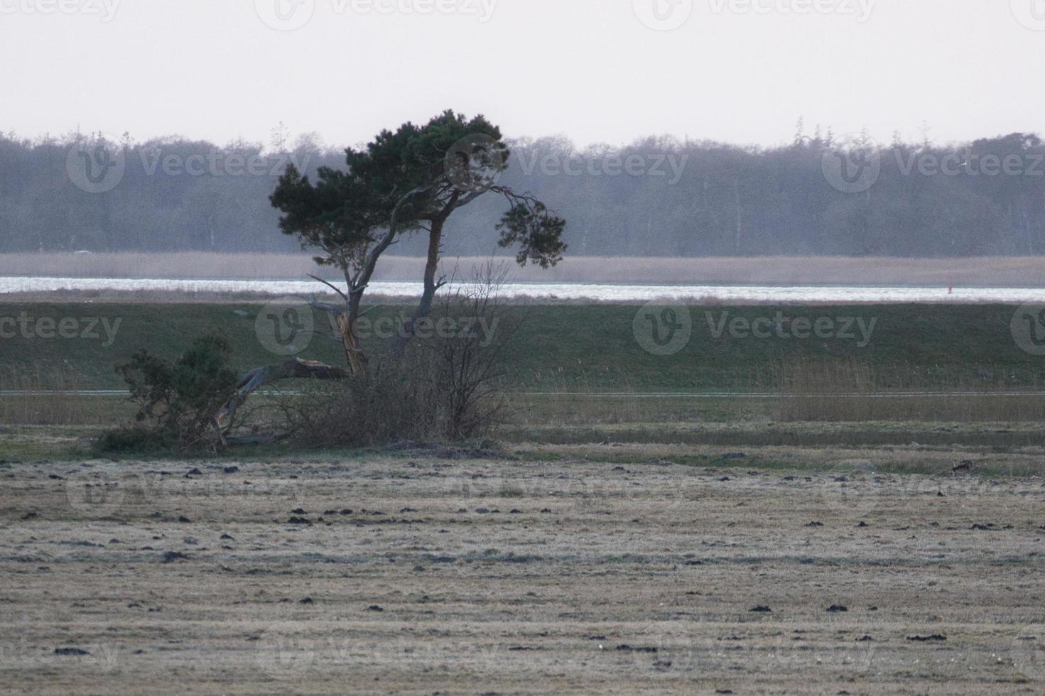 solo árbol en un prado frente al bodden en zingst. tiro de paisaje en la naturaleza foto