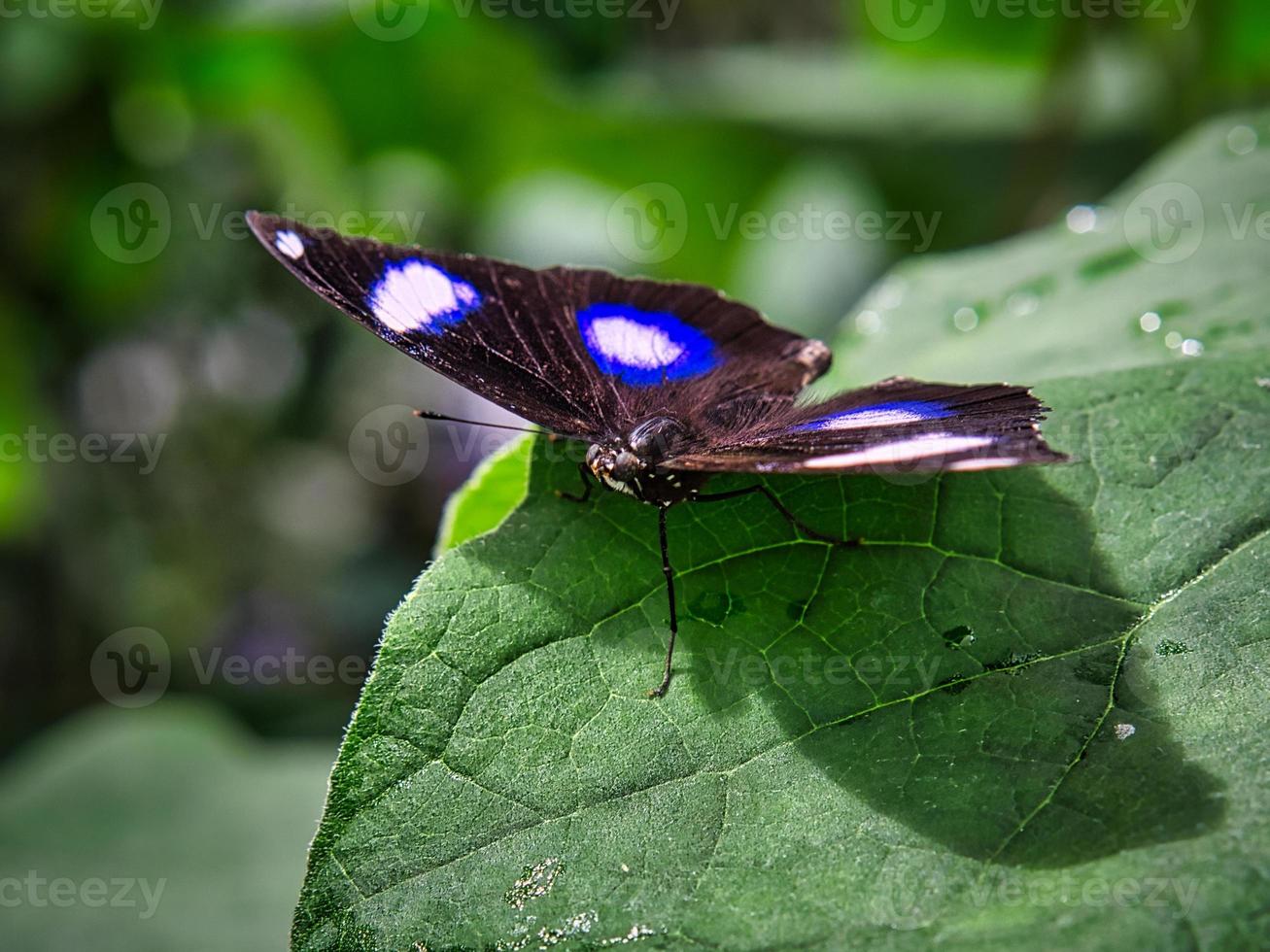 colorful butterfly on a leaf, flower. elegant and delicate photo