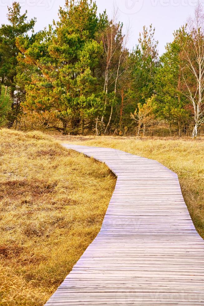 Hiking trail over a wooden footbridge to the high dune on the darss. National Park photo