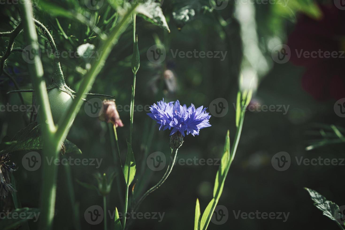 Cornflower flower single in a field. Blue shine the petals. photo